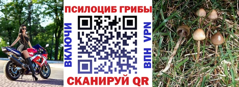 Псилоцибиновые грибы Magic Shrooms  наркота  Тайшет 